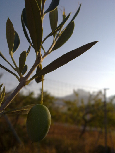 m-am facut mare - plante  insecte  viata