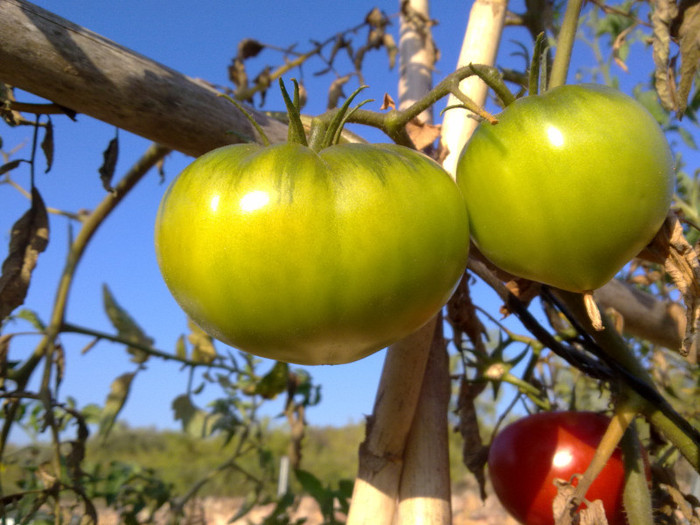 buna recolta - plante  insecte  viata