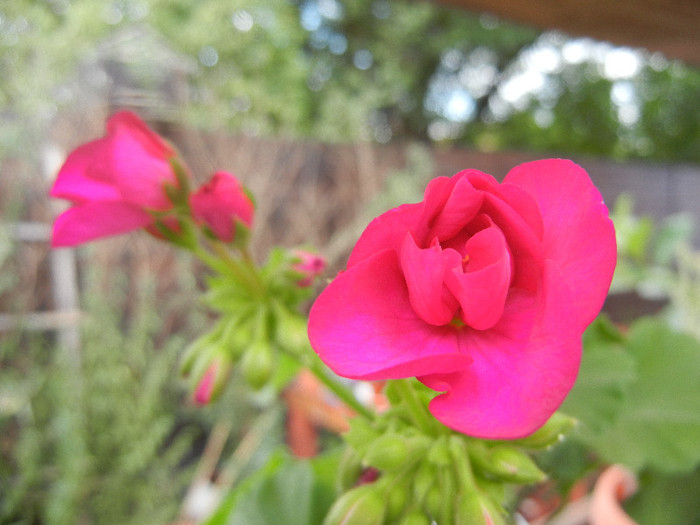 Bright Odette Geranium (2012, Sep.09)