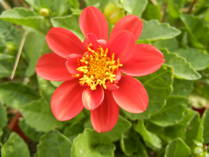 Dahlia Figaro Red (2012, September 07) - Dahlia Figaro Red