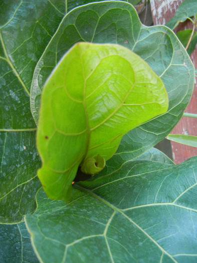 Fiddle-leaf Fig Bambino (2012, Sep.09) - Ficus lyrata Bambino