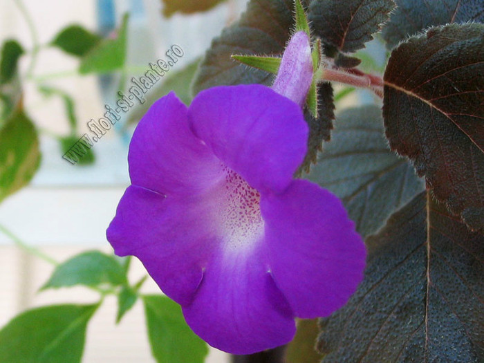 Achimenes Madame Geheune; 2012
