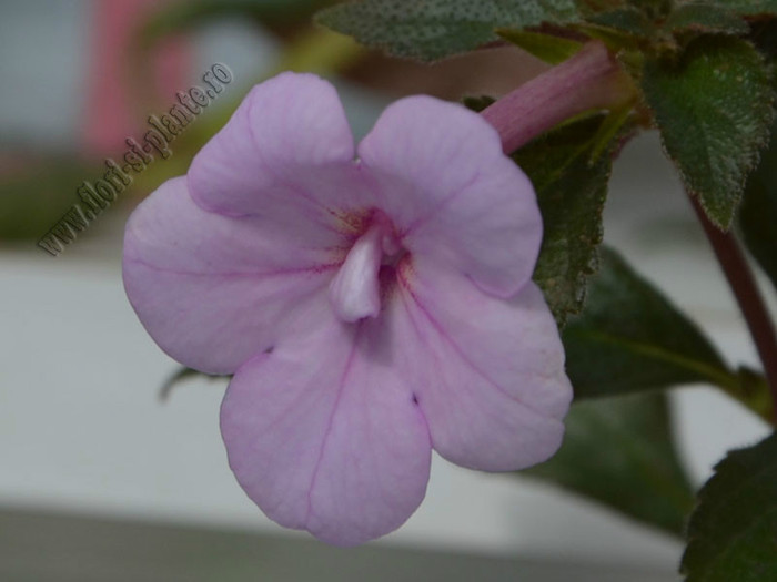 Achimenes Peach Blossom - ACHIMENES II