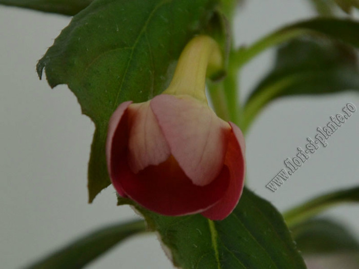 Achimenes Sege Saliba - ACHIMENES II