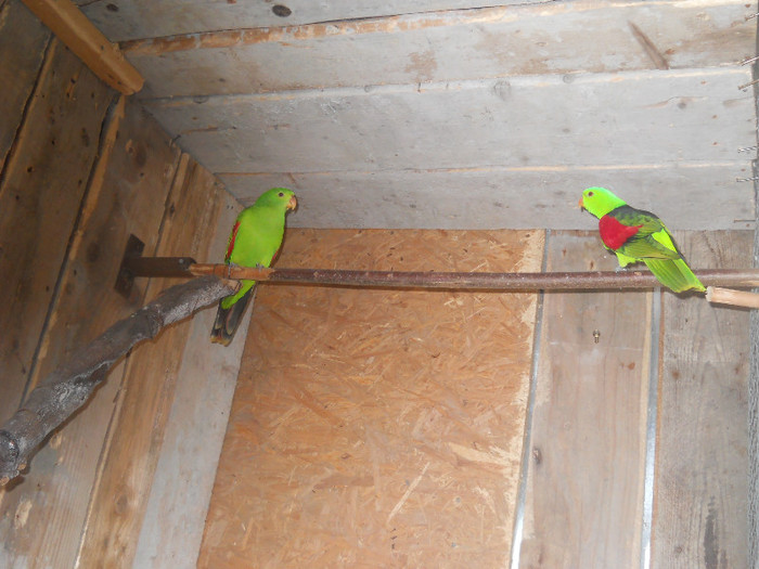 De vanzare - crescatorie papagali