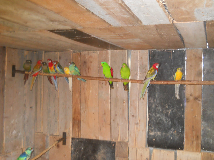 Picture 395 - crescatorie papagali