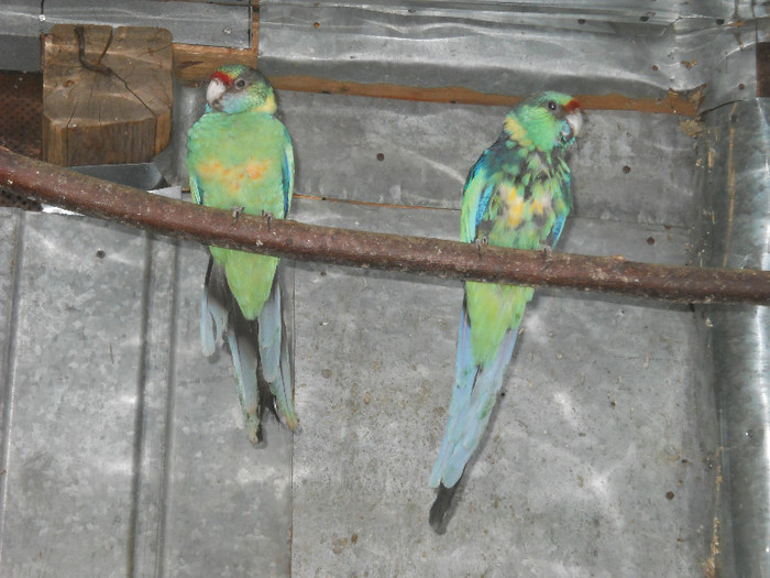 Picture 398 - crescatorie papagali
