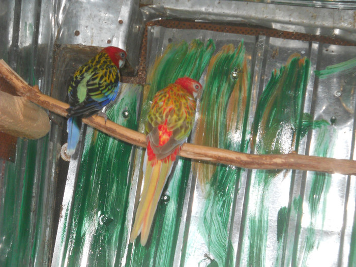Picture 399 - crescatorie papagali