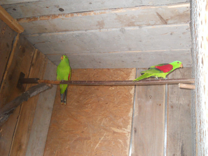Picture 402 - crescatorie papagali