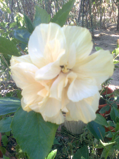 alb - hibiscusi 2012