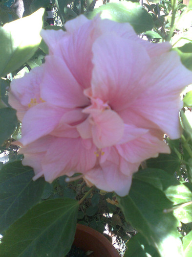roz - hibiscusi 2012