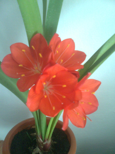 clivia corai
