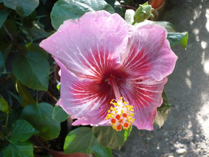 P1180337