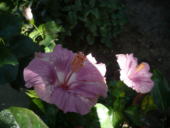P1180341