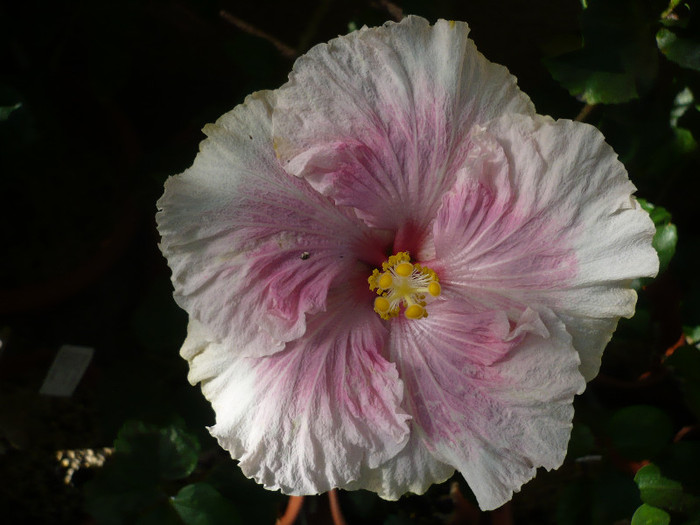 P1180352