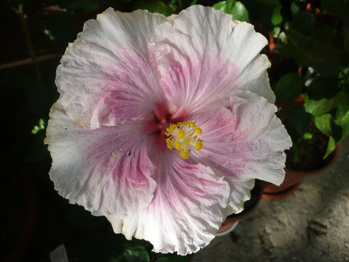 P1180353