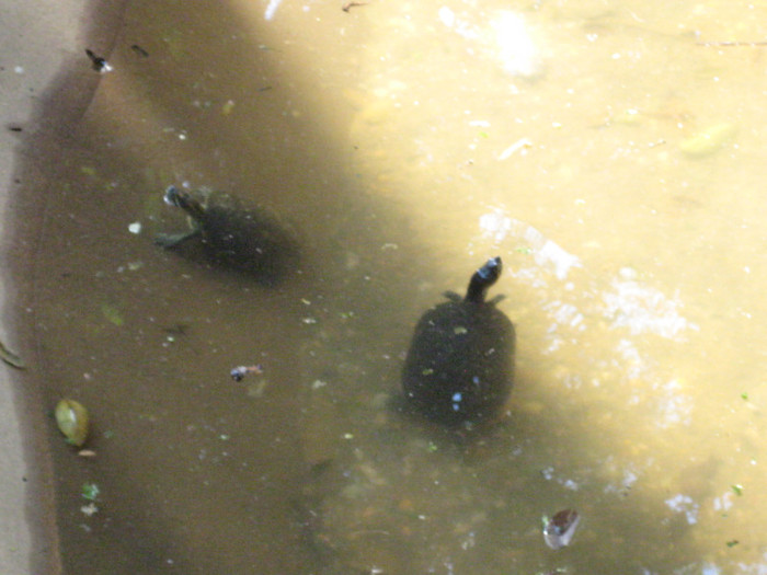 IMG_5206 - MEXIC IANUARIE 2012 PARTEA2