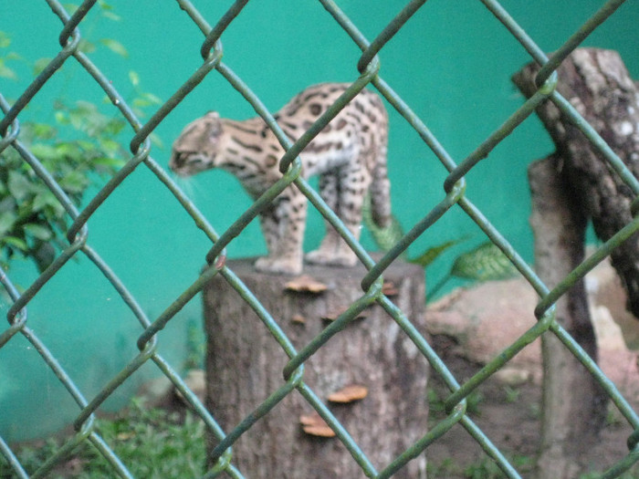 IMG_5208 - MEXIC IANUARIE 2012 PARTEA2