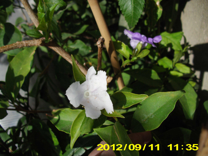 brunfelsia 2 culori aceiasi planta
