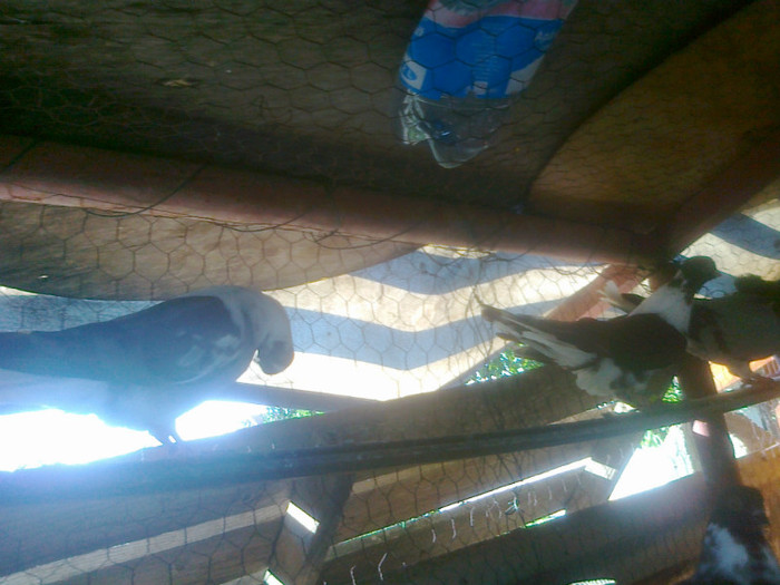 09092012899 - Tanasescu 2