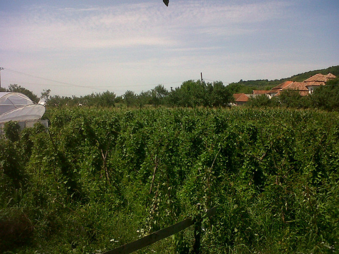 IMG00862-20120721-1341