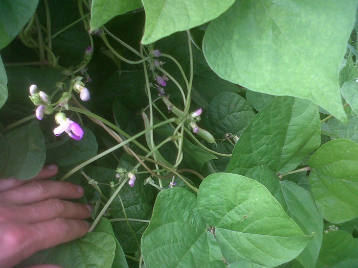 IMG00970-20120731-1548