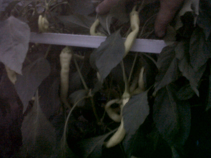 IMG00994-20120805-2111