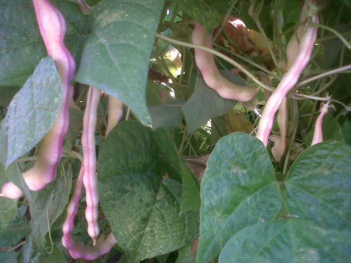 IMG01005-20120808-0904