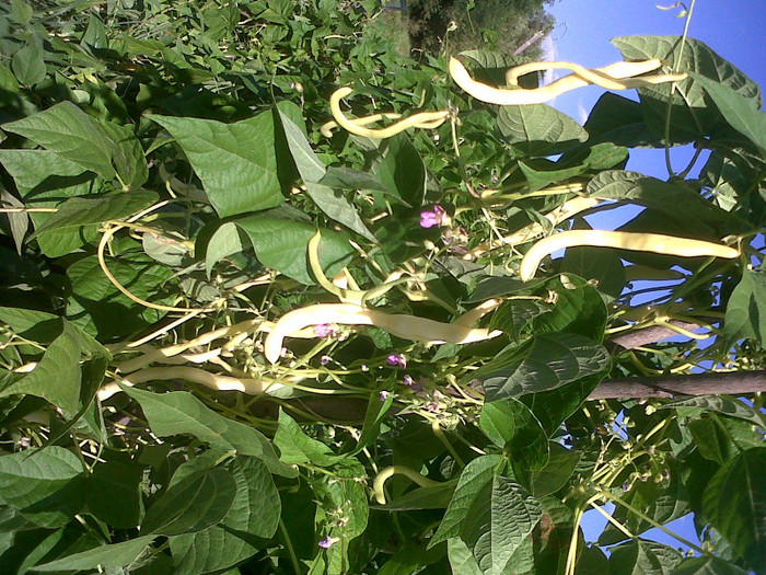 IMG01129-20120816-1732