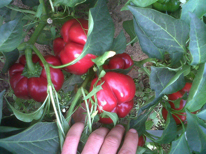 IMG01214-20120829-1153