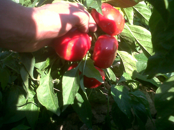 IMG01265-20120905-1402