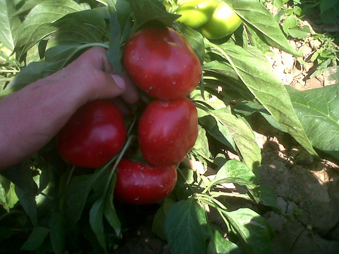 IMG01266-20120905-1402