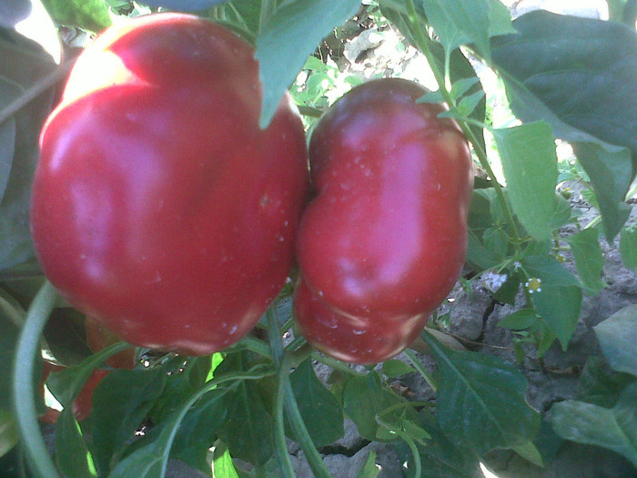 IMG01267-20120905-1406