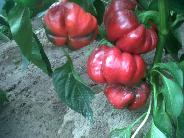 IMG01071-20120812-0914