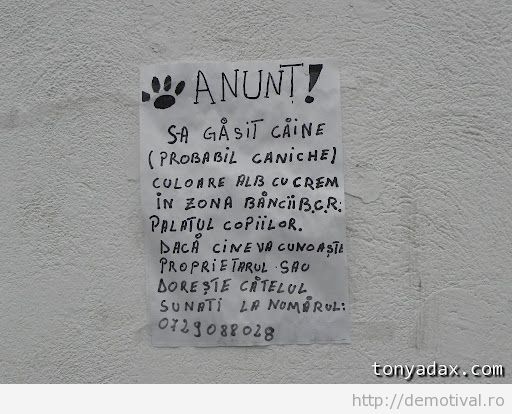 Cainele-caniche