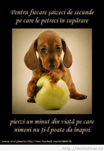 Pentru-fiecare-60-de-secunde