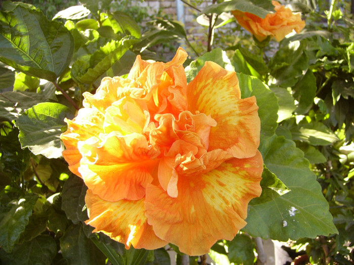 Flame Ball - Hibiscus