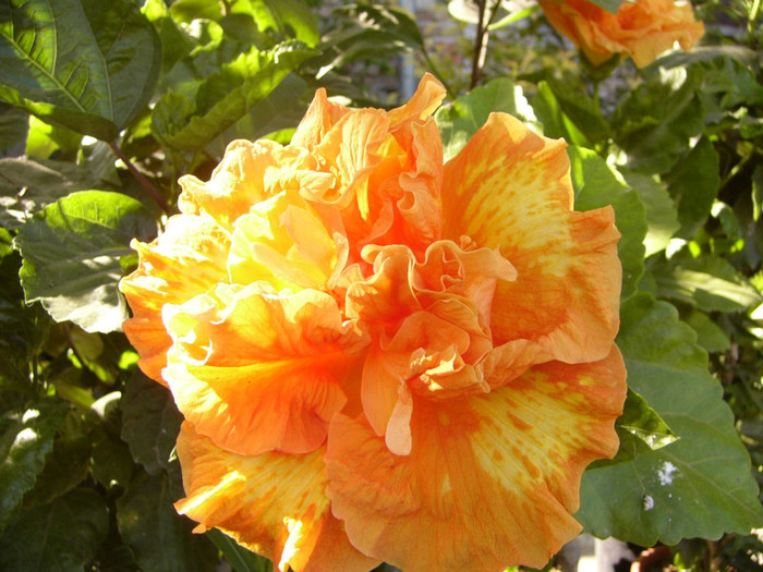 Flame Ball - Hibiscus