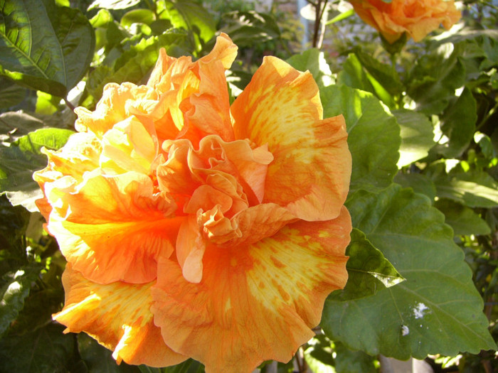 Flame Ball - Hibiscus