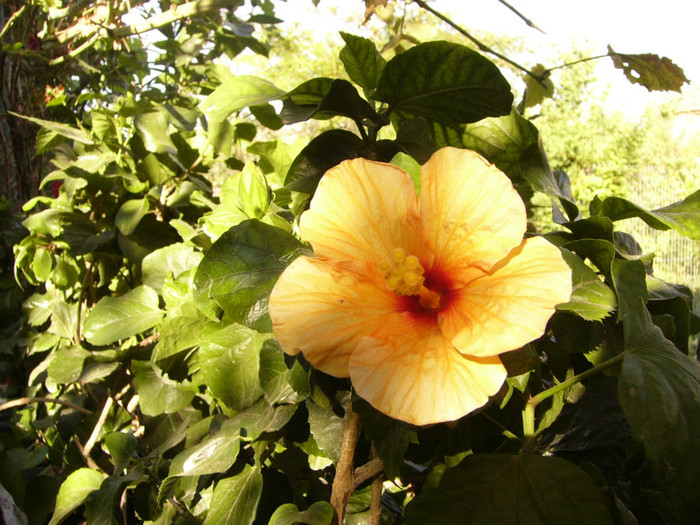 Orange pal cu ochi rosu
