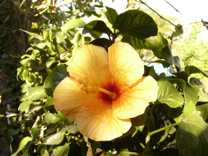 Orange pal cu ochi rosu