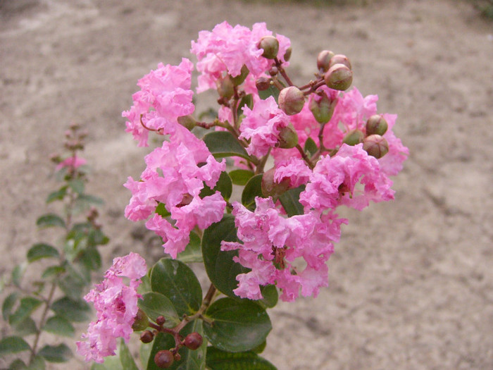 Lagerstroemia