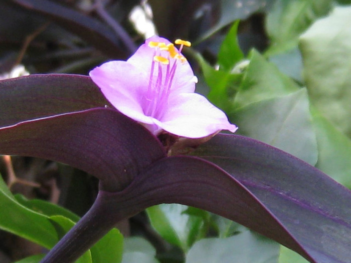  - Flowers