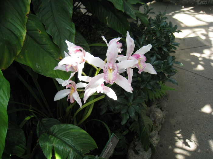  - Flowers