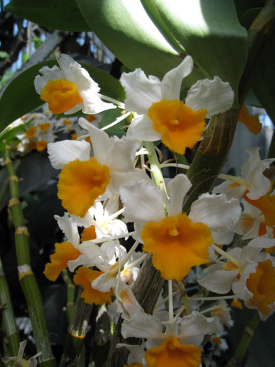  - Flowers