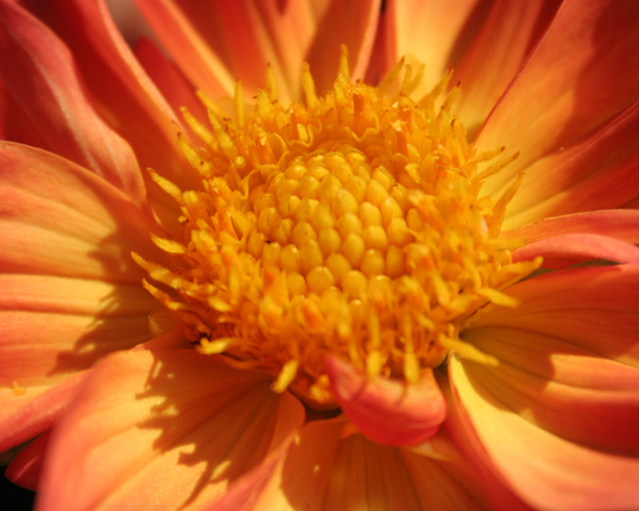  - Flowers