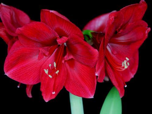 yelloewrwerw-7-8 (332) - Flowers