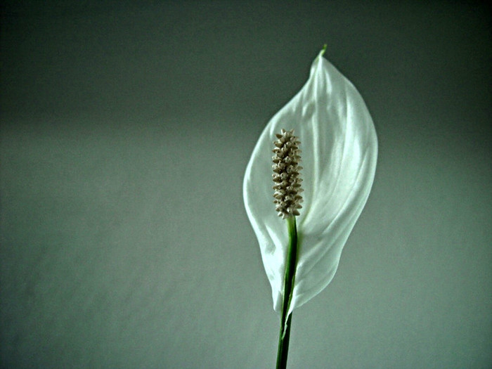 yelloewrwerw-7-8 (335) - Flowers