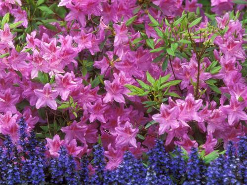 yelloewrwerw-7-8 (338) - Flowers