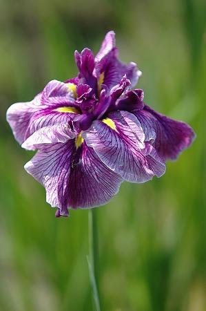yelloewrwerw-7-8 (377) - Flowers